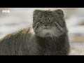 World’s Grumpiest Cat I Frozen Planet II I BBC