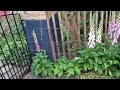Floxgloves, my favourite English cottage garden plant - Rick's Garden Diary - 2024