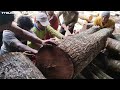 Big Size,  Sawmill wood surian Panen dari hutan cukup buat satu rumah