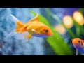 Aquarium 4K VIDEO (ULTRA HD) 🐠 Sea Animals With Relaxing Music - Rare & Colorful Sea Life Video