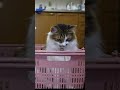 買い物かごに入って遊ぶ猫 #cat #猫 #ねこ #保護猫  #元野良猫 #多頭飼い