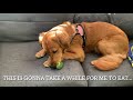 Golden Retriever’s funny reaction after seeing broccoli