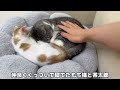 保護した子猫とはな坊が初対面したら懐かれすぎて出会ってすぐにこんなことになっちゃいました…