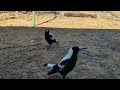 Australian Magpies Singing Me Their New Song (And Doing Some Weird Little Grunts)