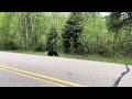 Bear in Prince Albert National Park Saskatchewan