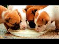 Calming Music for Dogs and Puppies: Anti Anxiety and Induce Sleep