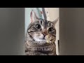CLASSIC Dog and Cat Videos 😸😂🐷 1 HOURS of FUNNY Clips 🐱 Cute baby animals