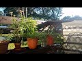 Black Butterflies Love my Zinnias