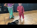Puppy And Cat Chase Laser Toy Together! (So Funny!)