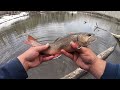 Fishing a LOADED Lake for WILD Brook Trout!! (Catch & Cook)