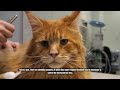 5 Reasons Most People Can’t Handle a Maine Coon Cat