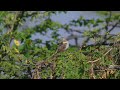 Stoliczka's Bushchat preening at Nal sarovar #birds #wildlife #nature