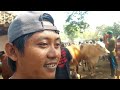 13.800‼️JADI TONTONAN SAPI JUMBO HAMIL TUA | Pasar Sapi Jatirogo