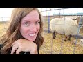 MAMA'S DOWN AND THESE LAMBS NEED OUT!  | Inducing & Treating for Pregnancy Toxemia | Vlog 594