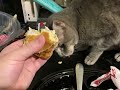 My cat loves a good chicken sandwich