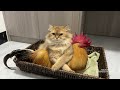 so cute😊.Funny cat suddenly hugged the rooster tightly for fear that the rooster would run away!