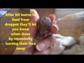 How to bottle feed baby bunnies & cottontail kits