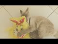 New Funny Videos 2024 🤣😂 Cute Cats videos 2024 😍