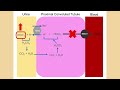 Renal Tubular Acidosis (updated 2023) - CRASH! Medical Review Series