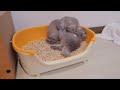 When the kitten gets sleepy, it goes to bed and calls for its mother cat, it's so cute...