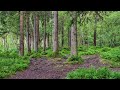 Calm and Relaxing Piano Music - Walk through the Forest