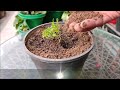 How To Grow Alyssum Flower | SEED TO FLOWER