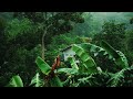Rainforest sounds 🌴 with thunder, rain and birds sounds for sleep, study and meditation