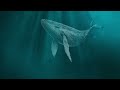 Stress Relief Relaxing Meditation Whale Sounds [NO MUSIC] for deep sleep