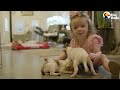 2-Legged Dog Has The Cutest Reaction To His Foster Puppies | The Dodo