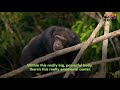 Chimp Living Alone on an Island For Years Gets A Big Surprise | Dodo Heroes