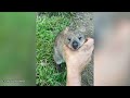 Damn Nature You Scary | Funny Scary Animal Encounters 😱 #13