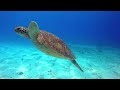 [NEW] STUNNING 4K UNDERWATER WONDERS-Tropical Fish, Coral Reef - Relaxing Music & Colorful Sea Life