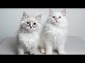 Maine Coon Cat vs Ragdoll Cat - As DIFFERENT As They Can Get!