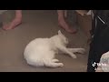 Kitty Rolling