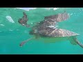 Impressive underwater shots of various sea turtles in 8K [Ultra HD]