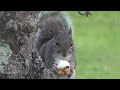 Black Birds Magpie Juveniles,Long tailed Tits & Squirrels In My Garden