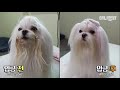 Meet Gandalf-Doggo The Maltese Dog