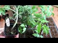 A Complete Tomato Seed Starting Guide from Indoor Seeding to Outdoor Planting: Every Step In Between