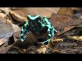 Colorful Frogs in 4K UHD 60FPS: Explore Nature Animals with Relaxing Music