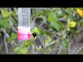 Ruby-throated Male Hummingbird 12-22-2012