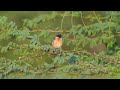 Tiny bird feeling itchy | Have you ever seen Siberian Stonechat?#bird #avian #fauna #stonechat