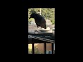 Young Crow Hates Flat Bread