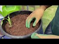 How I grow corn in a bucket!