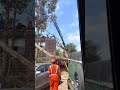 SES removing tree branch off car