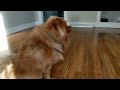 Pomeranian vs Massage
