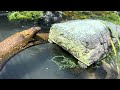 How-we set up Western Painted turtles in a Waterland tub
