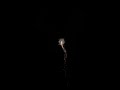 8” Strobe Salute Rocket #100 #fireworks