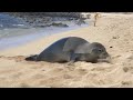 Seal farts after looking directly at me (Reverse)