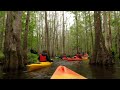 Florida's Hidden Gem! Kayaking Through Shingle Creek's Cypress Forest.