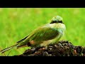 Green Bee Eater vs Honey Bees